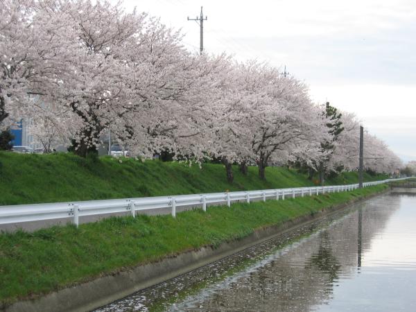 鍋田川堤桜並木