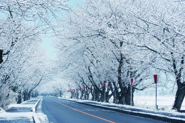 鍋田川堤桜並木