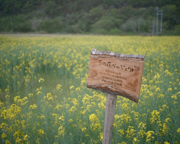 三島 菜の花プロジェクト