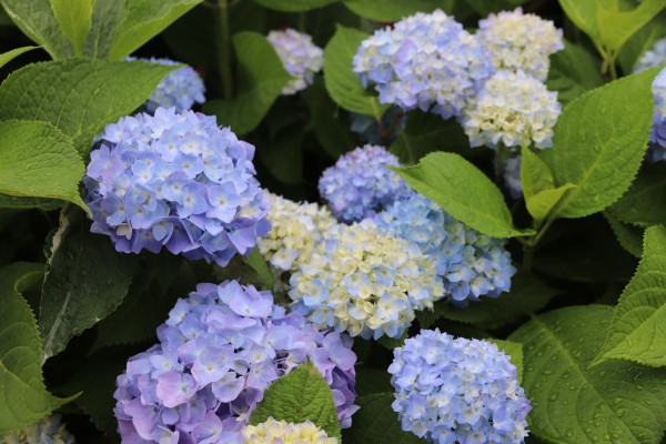 日進市の花　アジサイ（１）
