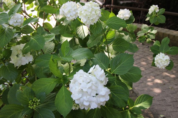 日進市の花　あじさい（６）