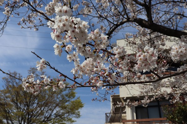 日進市役所　桜