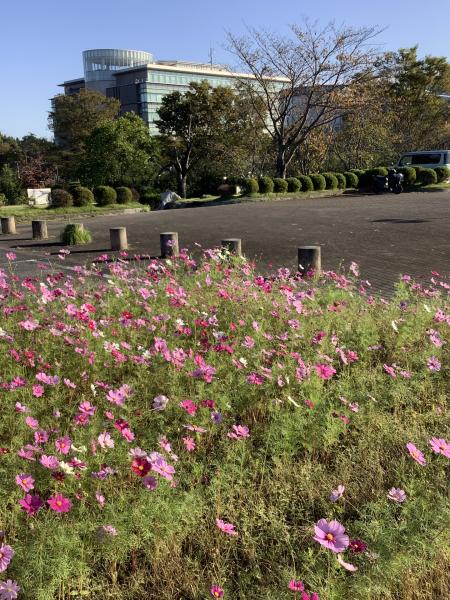 20261029_菰野町役場南側河川敷コスモス (6)