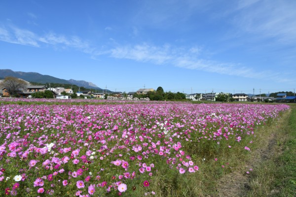 20251029_田光コスモス