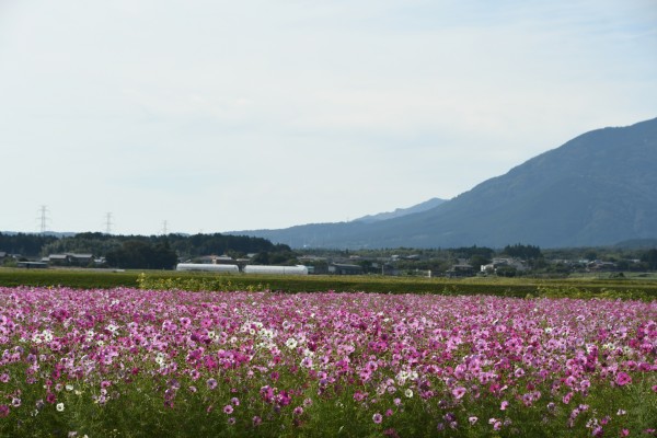 20251029_田光コスモス(4)