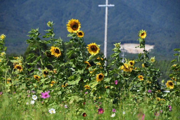 20251009_田光ひまわり