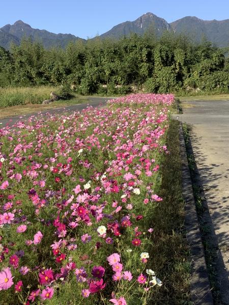 20261029_菰野町役場南側河川敷コスモス (3)