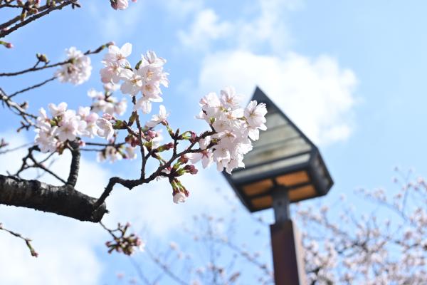 音無もみじ緑地_桜7