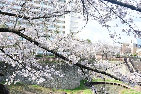 音無もみじ緑地_桜6