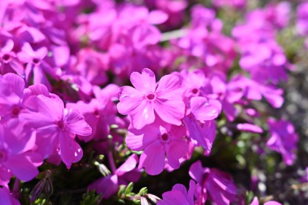荒川緑地_芝桜15