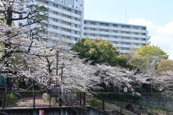 音無もみじ緑地_桜5