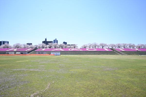 荒川緑地_芝桜14
