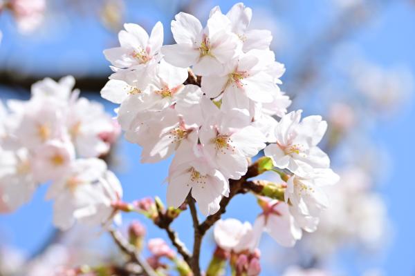 音無もみじ緑地_桜8