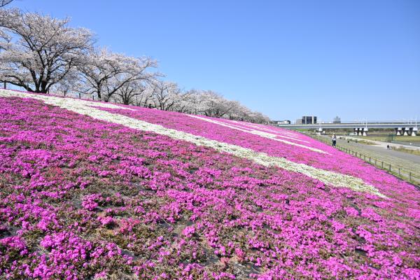荒川緑地_芝桜12