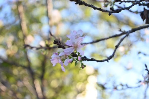 飛鳥山公園_十月桜1