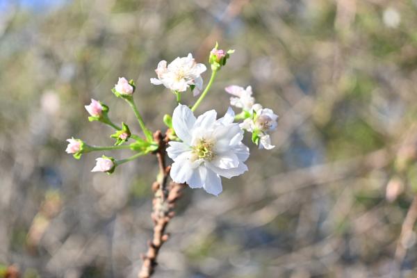 飛鳥山公園_十月桜2