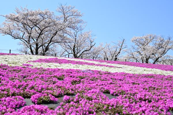 荒川緑地_芝桜16