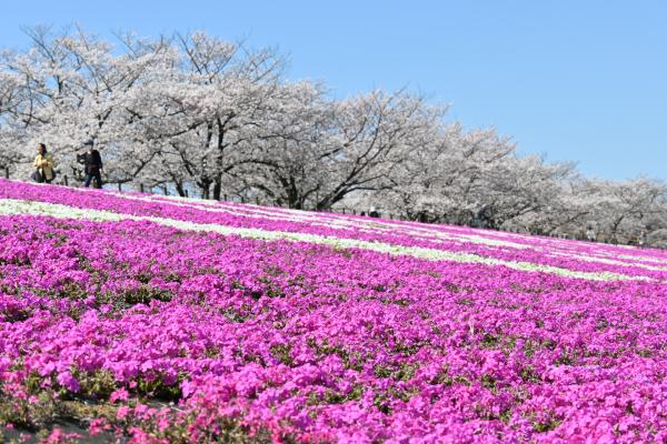 荒川緑地_芝桜13