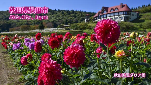 秋田国際ダリア園