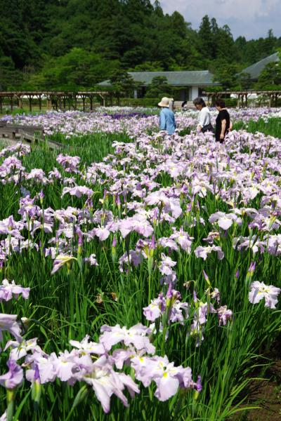 小泉潟公園