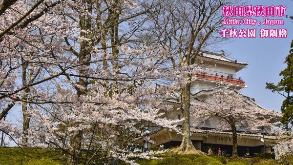 千秋公園の桜