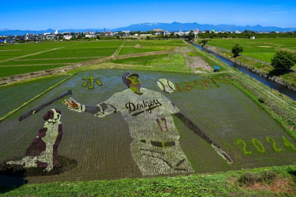 田んぼアート2024