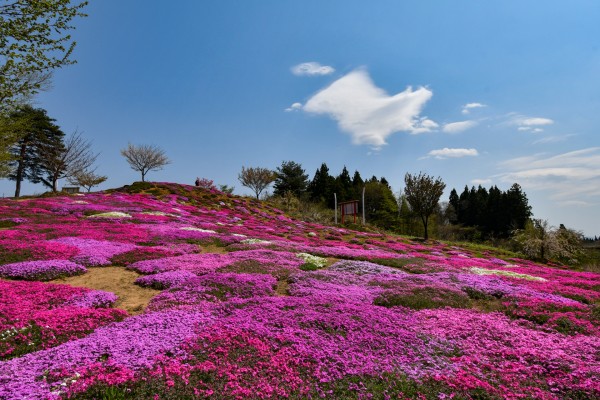 芝桜