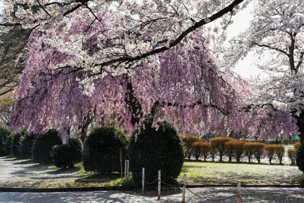 枝垂れ桜