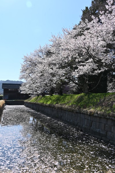 龍岡城五稜郭　桜　(令和8年)