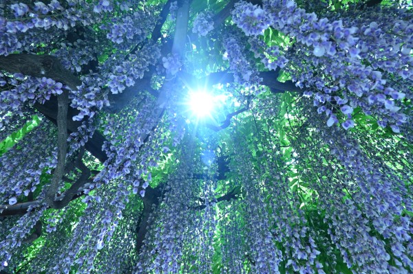 円満寺　藤の花　（令和8年）
