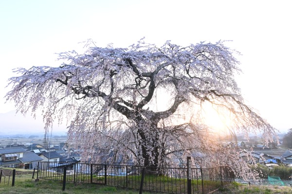 関所破りの桜　(令和8年)