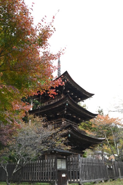 新海三社神社　紅葉②　(令和7年)