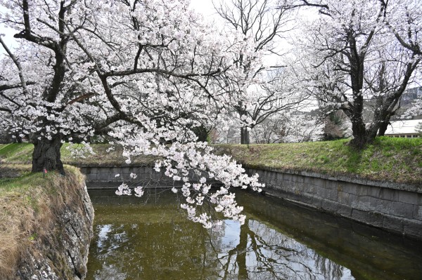 龍岡城五稜郭　桜　(令和8年)