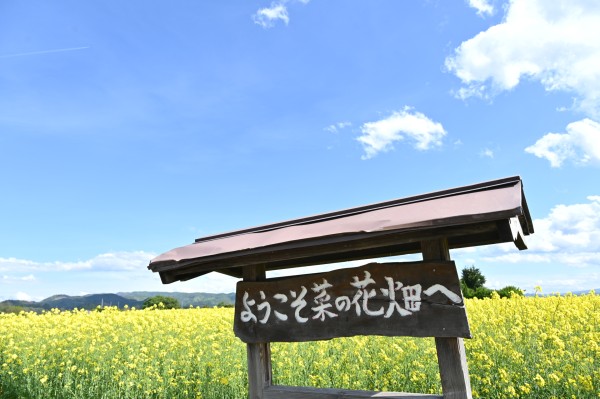 ようこそ菜の花畑へ　(令和8年)