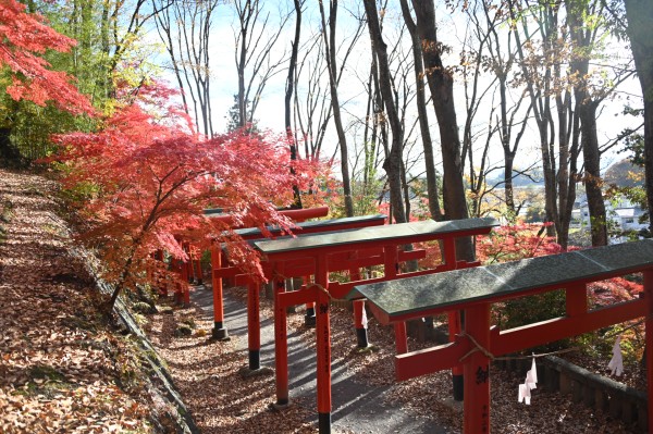 鼻顔稲荷神社　紅葉　(令和7年)