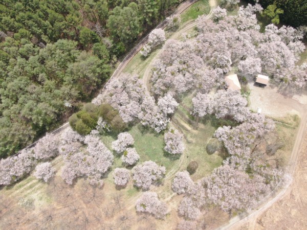 ふるさとの森公園　桜　(令和8年)
