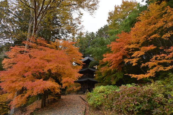 貞祥寺　紅葉　(令和7年)
