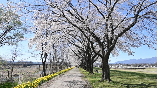 さくラさく小径　桜　(令和8年)