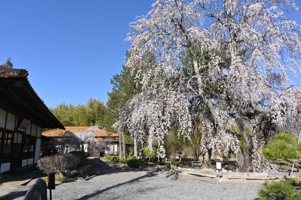 金龍寺　桜　(令和8年)