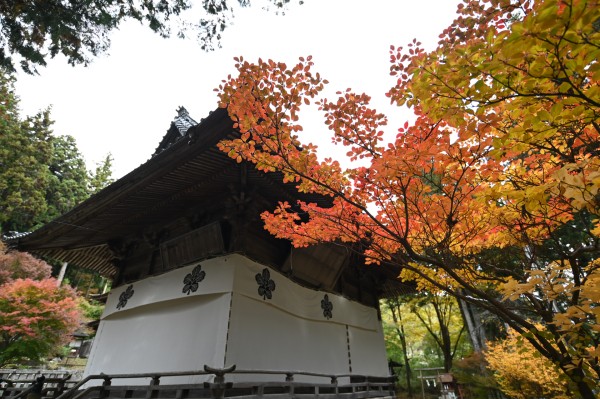 新海三社神社　紅葉①　(令和7年)