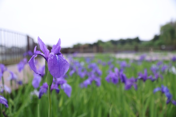 神様池のカキツバタ（2026年）