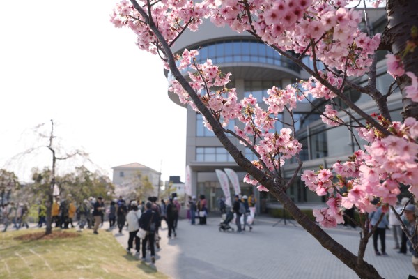 大府市役所と市の木サクラ