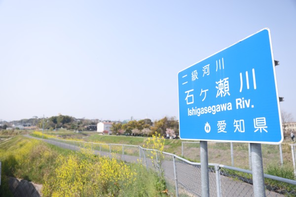 石ヶ瀬川沿いの緑道とカラシナ（2026年・№2）