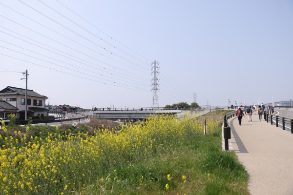 石ヶ瀬川沿いの緑道とカラシナ（2026年・№1）