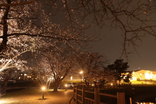 白は池の夜桜（2026年）