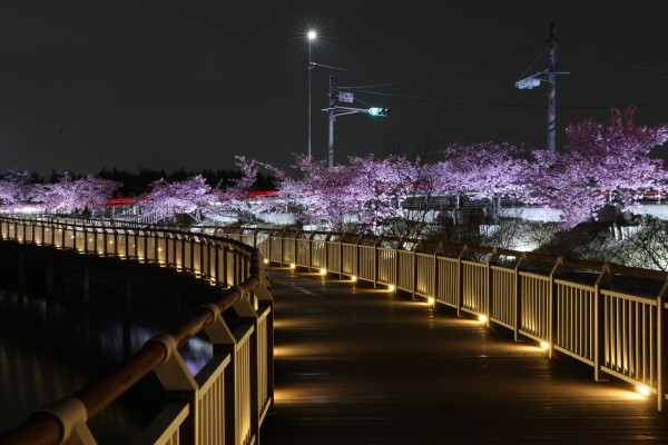 二ツ池公園の夜桜（2026年）