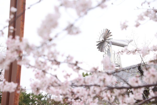 桃山公園のさくら（2026年）
