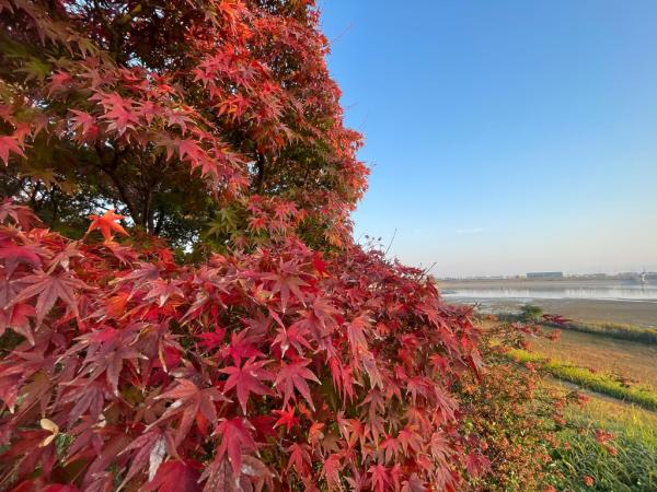 狭山池と紅葉