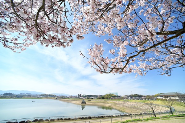 狭山池の桜と龍神社