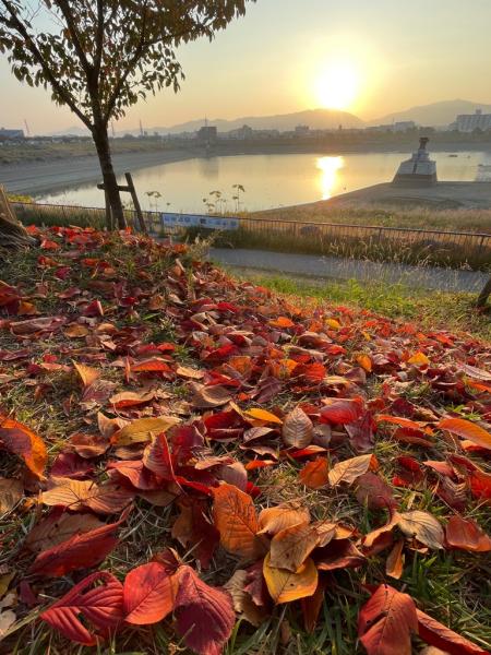 狭山池と紅葉